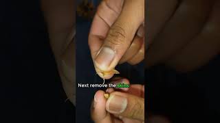 How to Grow a Pine Tree From Pine Cone Seeds  shorts [upl. by Nbi976]