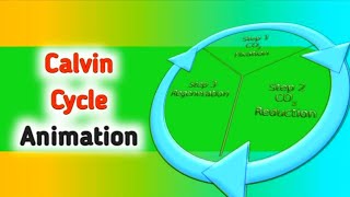 Photosynthesis  Calvin Cycle Animation [upl. by Krystyna]