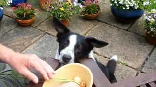 Organic vegetables Molly the Border Collie likes her 5 a day [upl. by Anead]