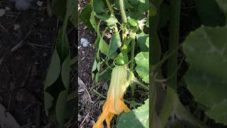 Seminole Squash Time Lapse 🕐 [upl. by Maggy]