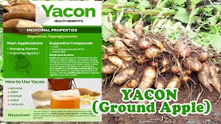 Health Benefits of Yacon  Ground Apple  Healthy Lifestyle [upl. by Avilla]