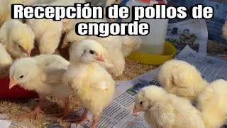 Recepción de POLLOS de ENGORDE [upl. by Swart]