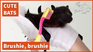 Baby bat loves being brushed [upl. by Yesima]