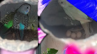 breeding progress budgies parrot colony birds jalgaon parrot [upl. by Olin]