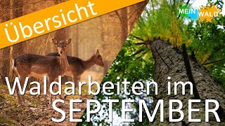 Was ist im SEPTEMBER im Wald zu tun 🌳🌲Die wichtigsten Arbeiten im Überblick [upl. by Anneliese849]