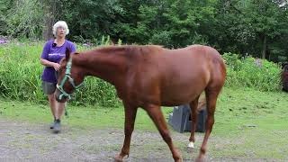 Young Horse First Mounting Block Session [upl. by Sulamith]