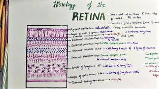 Histology Of Retina [upl. by Larrabee]