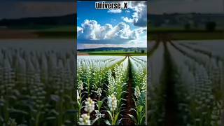 Genetically modified crops facts upsc [upl. by Bank]