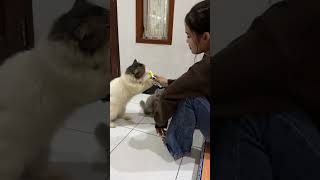 Si Max dan Michi lagi makan kucing kucingimut makan kucinglucu [upl. by Hum]