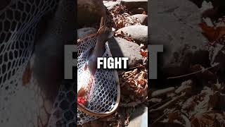 Massive West Virginia Fall Rainbow Trout 😳 [upl. by Darej430]