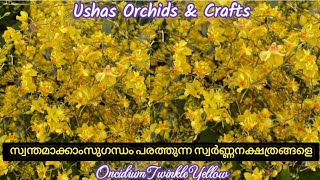 Oncidium Twinkle Yellow Orocheirphorum X Sotoanum Sweet Fragrance Flower [upl. by Auqenaj]