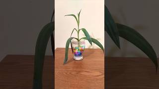 Rhoeo plant decoration in water রিও প্ল্যান্ট indoorplants homedecor homegarden viralshorts [upl. by Yerggoeg]