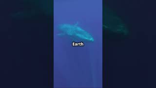 Whales The Gentle Giants with Heartbeats You Can Hear 🐋❤️ Incredible Animal Facts [upl. by Fitalludba624]