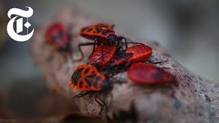 The Animals of Chernobyl  The New York Times [upl. by Bautram]