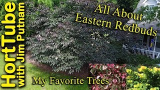 All About Eastern Redbuds  My Favorite Trees [upl. by Tiebold]