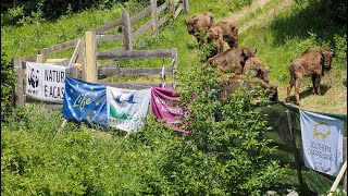 European bison release in the Southern Carpathians rewilding landscape Romania  LIFE with Bison [upl. by Ettelocin]