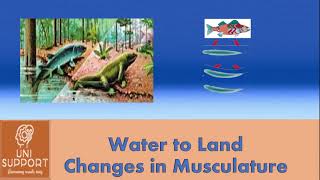 Change in Musculature evolution from water to land [upl. by Enomed]