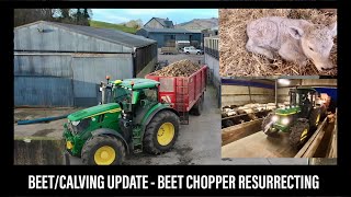 BEEF CATTLE  CALVING 24 BEGINS  BEET CHOPPER GETS ROLLED OUT [upl. by Aretak]