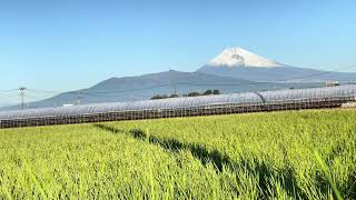 2024年11月25日 韮山 快晴 緑と青空と富士山 用水路 日はまた昇る 後ろから朝日 [upl. by Netsrek]