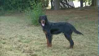 Setters Gordon setter gordon Hiago du Grand Valy aout 2012mp4 [upl. by Terb]