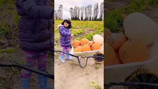 PUMPKIN PRANK on SARU🎃👻shortstiktokcomedylondonuksaruaathishfunnyprankhalloweencutebaby [upl. by Correy]