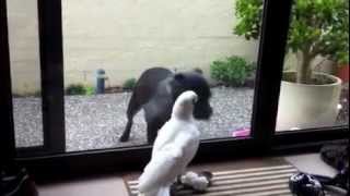 Cute staffy and bare eyed cockatoo [upl. by Rab]