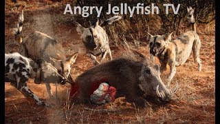 16 UNCENSORED 18 eaten ALIVE  Wild dogs eating alive warthog brutally Screaming live feeding [upl. by Kcirdled974]