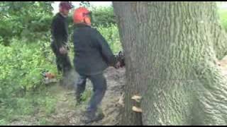 Cutting Down Oak Tree [upl. by Olim]