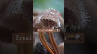 Bonnet mould 🔍 fungi on fungi action fungi macro [upl. by Narayan]