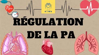 🩸🫀physiologie 2éme unité1  cour 4 🔺️La régulation de la pression artérielle 📚 [upl. by Drooff]