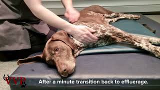 Canine Massage Technique Kneading with yet more sleepy dogs [upl. by Sugihara]