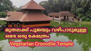 മുതലയെ ആരാധിക്കുന്ന ഒരു ക്ഷേത്രം Vegetarian Crocodile Temple anathapdmanabhaswamy temple [upl. by Doggett]