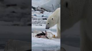 Polar bears brave rescue of injured penguin trapped in plastic bottle touches hearts [upl. by Rehpotsirhc]