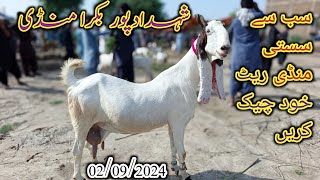 Shahdadpur bakra Mandi  Latest update today  Mix goat breed  date 02092024 [upl. by Edras105]