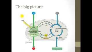 Stages of photosynthesis [upl. by Takashi]