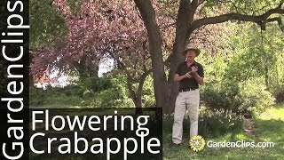 Flowering Crabapple  Edible Crabapple Fruit  Flowering Crab Apple  Malus species [upl. by Luis]