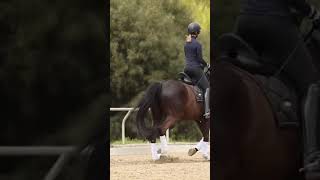 Improve Your Trot for Better Canter Transitions equestrian horseriding dressage [upl. by Hayden]