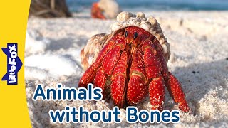 11 Boneless Animals  invertebrate  Octopus  Crab  Spider  Snail  Ladybug  Butterfly and More [upl. by Gathard538]