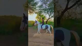 Wait end 😎 Marwadi horse 🐴punjabi song music viralvideos horse hores horselover horesdance [upl. by Senecal]