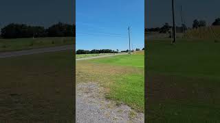 A LITTLE BIRD EATS BOOMERS BIRDSEED AND HARVESTING IS EXTREMELY NOISY nature bird harvesting [upl. by Thoer]