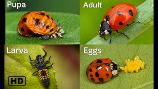 Life cycle of a Ladybug HD  Ladybug life cycle  From eggs to adults  By Hugs of life [upl. by Sussna]