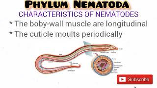 Phylum Nematoda updated [upl. by Cash]