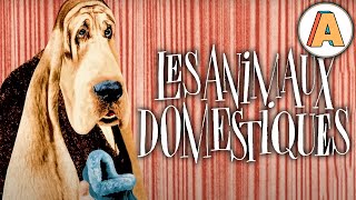 Les Animaux Domestiques  Animation Short Film by Jean Lecointre  2016  France [upl. by Ellery]