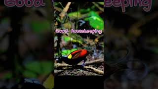 The Mating Dances of Wilsons Birds of Paradise Beautiful Bird Footage [upl. by Yttel]