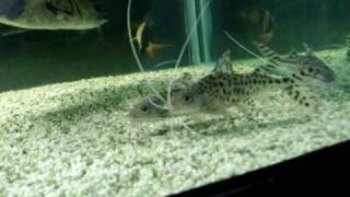 My Pictus Catfish Update 1yr 3mths Later [upl. by Savdeep189]