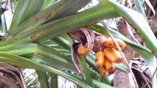 Pandanus  screw pine  screw palm  pandan  斑蘭  HD 01 [upl. by Eikcaj]