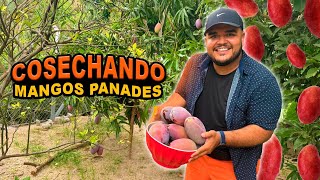 Cosechando Mangos Panades en El Salvador 🇸🇻🥭 [upl. by Rosalinde]