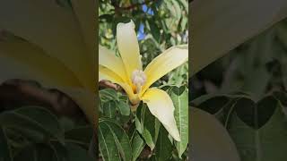 Колючий ствол и нежные цветы Любуйтесь Ceiba speciosa Chorisiaflowers españa utkaboba tree [upl. by Tessi847]