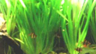 My schooling Tiger barbs  Sumatrabarben 33 [upl. by Acinhoj62]