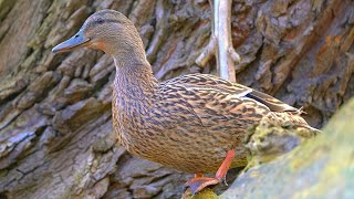 Last of the Mallard Duck Hen Quacking or maby Chattering in the Tree Year 2 4K [upl. by Ahsaf]